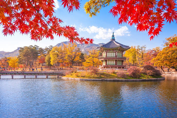 Korean Cherry Blossom